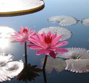 Meditation and the Consciousness - Pink lotus flower