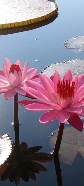 Meditation and the Consciousness - Pink lotus flower