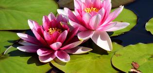water-lilies-lake-france-royalty-free-image-1699382596